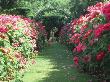 Statue Of Woman, Path Lined With Rosa, Kiftsgate by Clive Boursnell Limited Edition Pricing Art Print