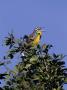 Eastern Meadowlark (Sturnella Magna) by Priscilla Connell Limited Edition Pricing Art Print