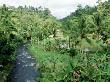 River Through Rice Fields, Bali, Indonesia by Craig J. Brown Limited Edition Pricing Art Print