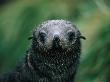 Antarctic Fur Seal (Arctocephalus Gazella), Antarctica by Chester Jonathan Limited Edition Print