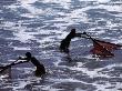 Fishing For Brine On The Southern Coast North Of Salinas, Salinas, Ecuador by John Maier Jr. Limited Edition Print