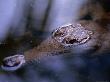 Freshwater Crocodile (Crocodylus Johnstoni), Kakadu National Park, Australia by Chris Mellor Limited Edition Print