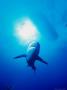 A Shark Circles At Shark Junction, South Of The Bell Channel Entrance To Port Lucaya, Bahamas by Michael Lawrence Limited Edition Print