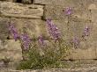 Matthiola Sinuata, Growing On Ruins Of Sounio Temple, Cape Sounio, Greece by Bob Gibbons Limited Edition Print