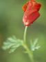 Eschscholzia Californica Dali (California Poppy) by Hemant Jariwala Limited Edition Print