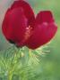 Paeonia Tenuifolia (Paeony), Close-Up Of A Red Flower by Hemant Jariwala Limited Edition Print