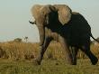 African Elephant Striding Across A Grassland by Beverly Joubert Limited Edition Print