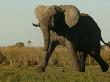 African Elephant Striding Across A Grassland by Beverly Joubert Limited Edition Pricing Art Print