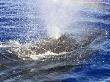Humpback Whale, Exhalation, Hawaii by David B. Fleetham Limited Edition Pricing Art Print