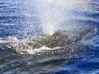 Humpback Whale, Exhalation, Hawaii by David B. Fleetham Limited Edition Print