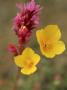 Mexican Poppy, Close Up, Sonora Desert by Patricio Robles Gil Limited Edition Pricing Art Print