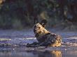Wild Dog, Wet By Waterhole, Botswana by Chris And Monique Fallows Limited Edition Print