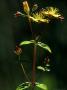 Wavy-Edged St. Johns Wort, Rare Plant, Devon by Bob Gibbons Limited Edition Print