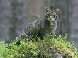 Scottish Wildcat, Adult Male Standing, Uk by Mark Hamblin Limited Edition Print