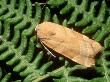 Broad Bordered Yellow Underwing, Imago At Rest, Eakring, Uk by David Fox Limited Edition Print