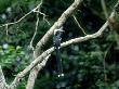 White-Crested Hornbill, Perching, Africa by Patricio Robles Gil Limited Edition Print
