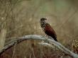 Madagascar Coucal On Branch, Madagascar by Patricio Robles Gil Limited Edition Pricing Art Print