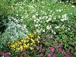 Summer Border With Verbena Sissinghurst And Coreopsis Verticillata Moon Beam by Geoff Kidd Limited Edition Print