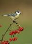 Blue Tit, Perched On Berries, Uk by Mark Hamblin Limited Edition Print