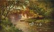 Swan Family In Automn by Helmut Glassl Limited Edition Print