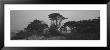 Trees On The Edge Of A Cliff, Point Lobos State Reserve, California, Usa by Panoramic Images Limited Edition Print