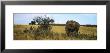 African Elephant Standing In Masai Mara National Reserve, Kenya by Panoramic Images Limited Edition Print