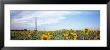Electricity Pylons In A Field Of Sunflowers, Baden-Wurttemberg, Germany by Panoramic Images Limited Edition Pricing Art Print