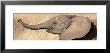 African Elephant Calf At Play by Panoramic Images Limited Edition Pricing Art Print