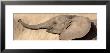 African Elephant Calf At Play by Panoramic Images Limited Edition Print