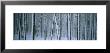 Lodgepole Pine Trees Covered With Snow, Helena National Forest, Montana, Usa by Panoramic Images Limited Edition Print