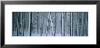 Lodgepole Pine Trees Covered With Snow, Helena National Forest, Montana, Usa by Panoramic Images Limited Edition Print