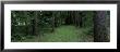 Trees In A Forest, Yaddo Gardens, Saratoga Springs, New York, Usa by Panoramic Images Limited Edition Print
