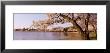 Cherry Blossom Tree Along A Lake, Potomac Park, Washington D.C., Usa by Panoramic Images Limited Edition Pricing Art Print