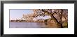 Cherry Blossom Tree Along A Lake, Potomac Park, Washington D.C., Usa by Panoramic Images Limited Edition Print