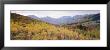 Maple Trees In A Forest, Utah, Usa by Panoramic Images Limited Edition Print
