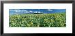 Flowers Growing In A Field, Rocky Mountains, Montana, Usa by Panoramic Images Limited Edition Pricing Art Print