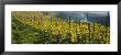 Vineyards, Peidmont, Italy by Panoramic Images Limited Edition Pricing Art Print