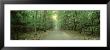 Road Running Through A Forest, Door County, Wisconsin, Usa by Panoramic Images Limited Edition Print