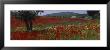 Red Poppies In A Field, Turkey by Panoramic Images Limited Edition Pricing Art Print