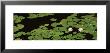 Water Lilies, Suwannee Recreation Area, Okefenokee National Wildlife Refuge, Georgia, Usa by Panoramic Images Limited Edition Print