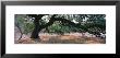 Oak Tree On A Field, Sonoma County, California, Usa by Panoramic Images Limited Edition Print