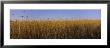 Crop In A Field, New York State, Usa by Panoramic Images Limited Edition Print