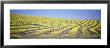 Vineyard On A Hill, Napa Valley, California, Usa by Panoramic Images Limited Edition Pricing Art Print
