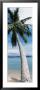 Palm Tree On The Beach by Panoramic Images Limited Edition Pricing Art Print