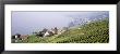 Vineyards, Lausanne, Lake Geneva, Switzerland by Panoramic Images Limited Edition Print