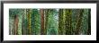 Cedars And Pines, Yosemite National Park, California, Usa by Panoramic Images Limited Edition Pricing Art Print
