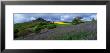 Bluebell Flowers In A Field, Cleveland, North Yorkshire, England, United Kingdom by Panoramic Images Limited Edition Print