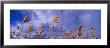 Wild Pampas Grass, Montana, Usa by Panoramic Images Limited Edition Print