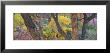 Cottonwood Trees In A Forest, Escalante National Park, Utah, Usa by Panoramic Images Limited Edition Print