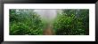 Redwood National Park, California, Usa by Panoramic Images Limited Edition Pricing Art Print